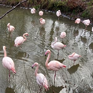 Flamingos