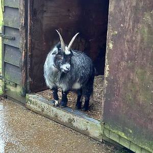 Pygmy Goat