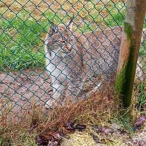 Eurasian Lynx