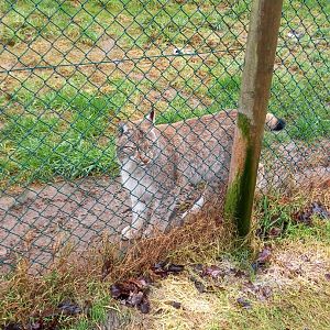 Eurasian Lynx