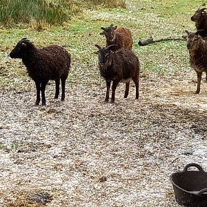 Soay Sheep