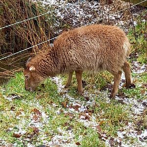 Soay Sheep