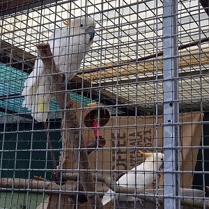 Citron-crested Cockatoos