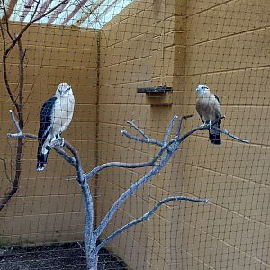 Yellow-headed Caracara