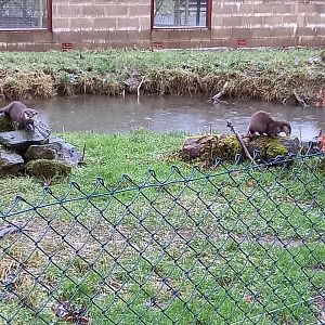 Asian Small-clawed Otters