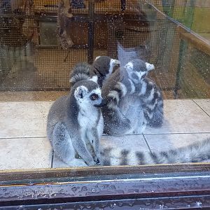 Ring-tailed Lemurs