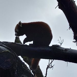 Red Panda