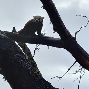 Red Panda