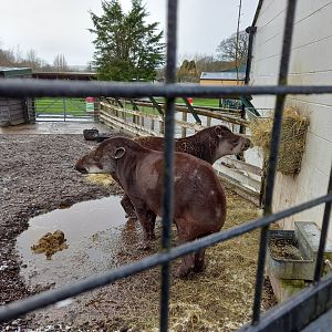 South American Tapirs
