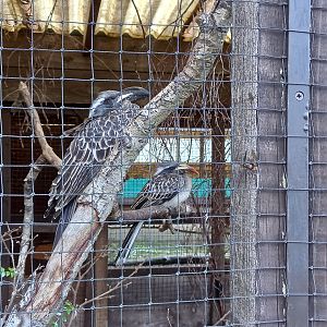 African Grey Hornbills