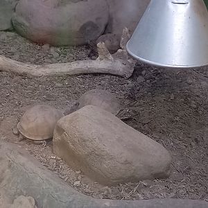 Eastern Box Tortoises