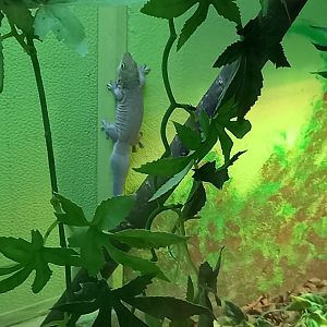 Standing's Day Gecko (I think)