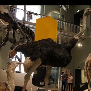 Could this be a Somali ostrich?, Edinburgh museum