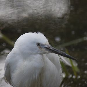 Little Egret, 18/01/22