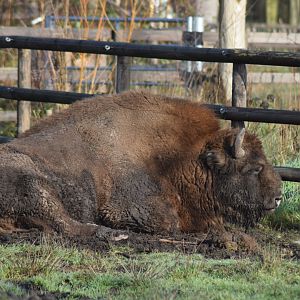 European Bison, 18/01/22