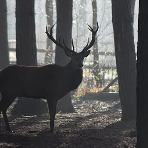 Red Deer Stag 'Desmond', 18/01/22