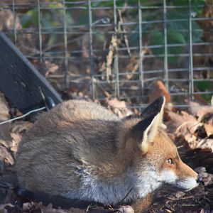 Red Fox, 18/01/22