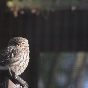 Little Owl, 18/01/22