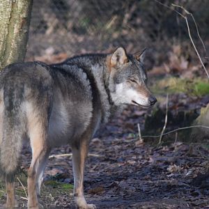 Eurasian Gtey Wolf, 18/01/22