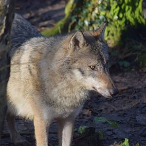 Eurasian Grey Wolf, 18/01/22