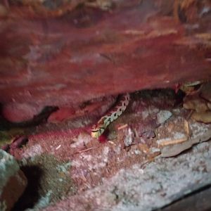 Leopard Snake, 03/02/22