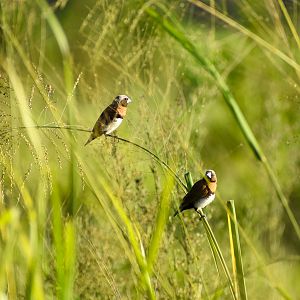 Chestnut-breasted Mannikins