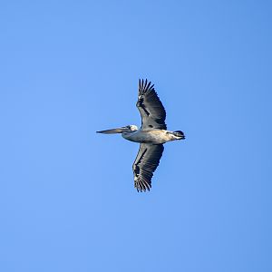 Australian Pelican