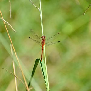 Wandering Percher (Diplacodes bipunctata)