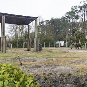 Jan. 2022 - Africa Loop - African Elephant Exhibit - Main Yard