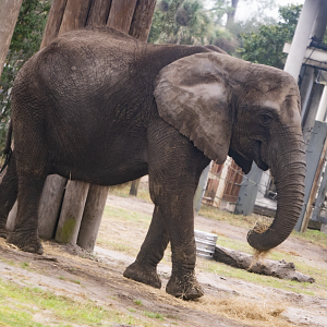 Jan. 2022 - Africa Loop - African Elephant - Sheena