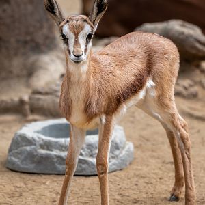 South African Springbok fawn