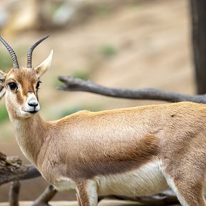 Slender Horned Gazelle
