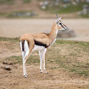 Thompson’s Gazelle