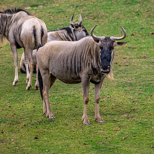 White Bearded Wildebeest