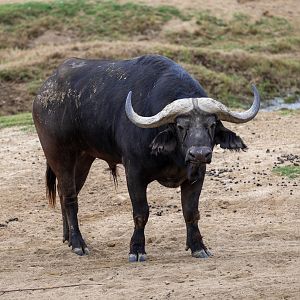 Cape Buffalo
