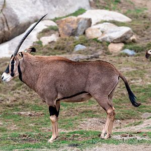Fringe Eared Oryx
