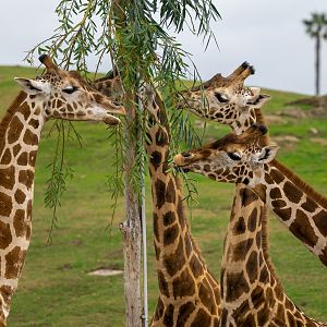 Generic Giraffe herd