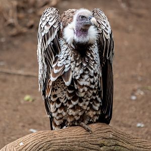 Ruppell’s Griffon Vulture