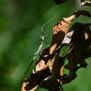 Tessellated Stick Insect (Anchiale austrotessulata)
