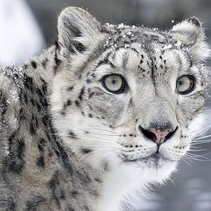 Asahiyama Zoo Snow Leopard Zima