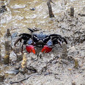 Scarlet Three-spined Mangrove Crab (Neosarmatium trispinosum)