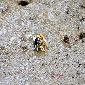 Orange-clawed Fiddler Crab (Uca coarctata)