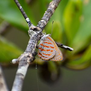 Copper Jewel (Hypochrysops apelles)