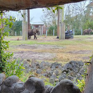 Jan. 2022 - Africa Loop - African Elephant Exhibit - Main Yard