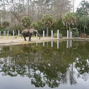 Jan. 2022 - Africa Loop - African Elephant Exhibit - 275,000 Gallon Pool