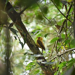 Cream-colored woodpecker (Celeus flavus)