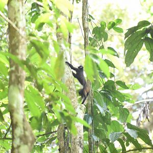 Moustached tamarin (Saguinus mystax)