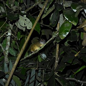 Yellow-crowned brush-tailed rat (Isothrix bistriata) (?)