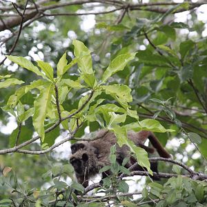Guigó da Caatinga (Callicebus barbarabrownae)