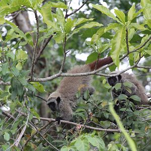 Guigó da Caatinga (Callicebus barbarabrownae)